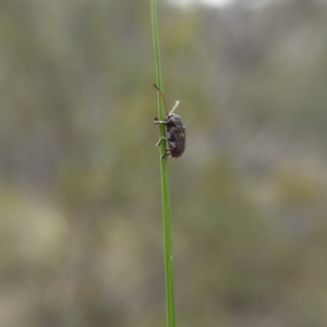 Cadmus (Cadmus) crucicollis at Canberra Central, ACT - 14 Oct 2017 03:13 PM