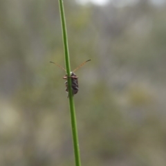 Cadmus (Cadmus) crucicollis at Canberra Central, ACT - 14 Oct 2017 03:13 PM