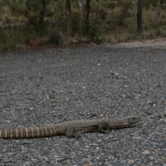 Varanus rosenbergi (Heath or Rosenberg's Monitor) at Bywong, NSW - 10 Jan 2009 by zaza