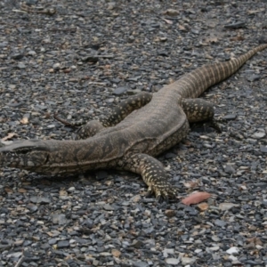 Varanus rosenbergi at Bywong, NSW - suppressed