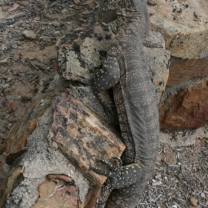 Varanus rosenbergi at Bywong, NSW - suppressed