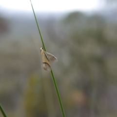 Philobota undescribed species near arabella at Canberra Central, ACT - 14 Oct 2017