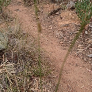 Philobota undescribed species near arabella at Canberra Central, ACT - 14 Oct 2017