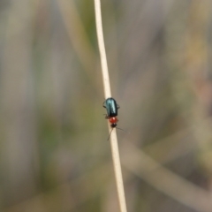 Malachiinae (subfamily) (Soft-winged flower beetle) at O'Connor, ACT - 14 Oct 2017 by ClubFED