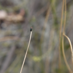 Malachiinae (subfamily) at O'Connor, ACT - 14 Oct 2017