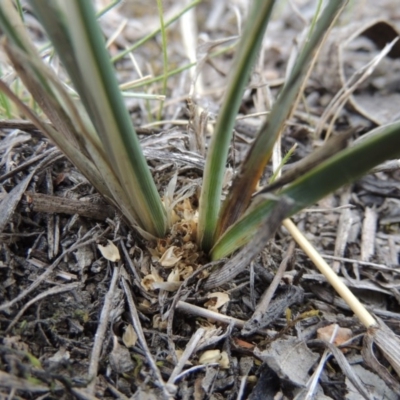 Lomandra bracteata (Small Matrush) at Tuggeranong Hill - 19 Oct 2017 by michaelb