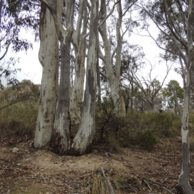 Eucalyptus rossii (Inland Scribbly Gum) at Tuggeranong Hill - 19 Oct 2017 by michaelb