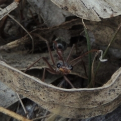 Myrmecia nigriceps (Black-headed bull ant) at Tuggeranong Hill - 19 Oct 2017 by michaelb