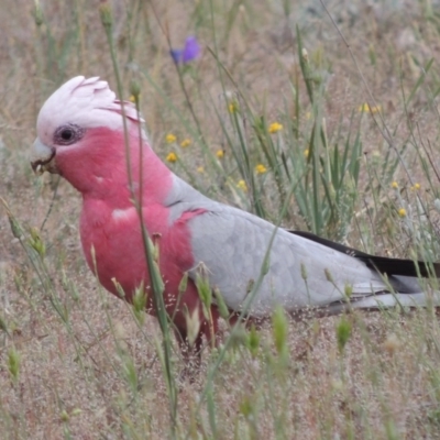 Eolophus roseicapilla (Galah) at Theodore, ACT - 19 Oct 2017 by michaelb