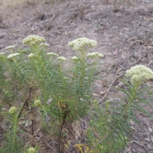 Cassinia longifolia at Theodore, ACT - 19 Oct 2017