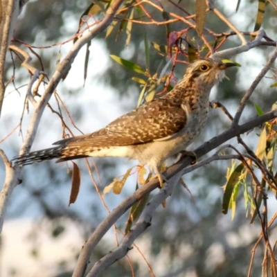 Cacomantis pallidus (Pallid Cuckoo) at Googong, NSW - 23 Oct 2017 by Wandiyali