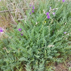 Swainsona monticola at Stromlo, ACT - 9 Oct 2017