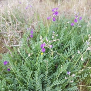 Swainsona monticola at Stromlo, ACT - 9 Oct 2017