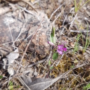 Polygala japonica at Duffy, ACT - 18 Oct 2017 10:16 AM