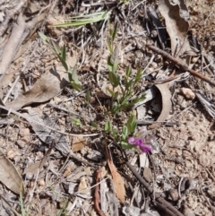 Polygala japonica at Duffy, ACT - 18 Oct 2017 10:16 AM