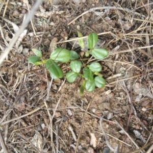 Zornia dyctiocarpa var. dyctiocarpa at Denman Prospect, ACT - 24 Oct 2017 09:16 AM