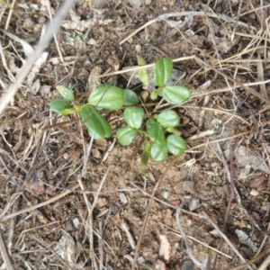 Zornia dyctiocarpa var. dyctiocarpa at Denman Prospect, ACT - 24 Oct 2017