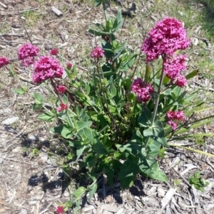 Centranthus ruber at Bywong, NSW - 23 Oct 2017