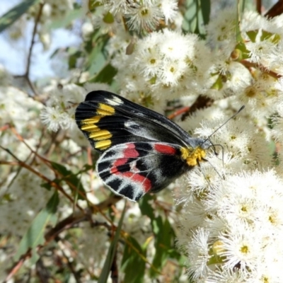 Delias harpalyce (Imperial Jezebel) at Googong, NSW - 24 Oct 2017 by Wandiyali