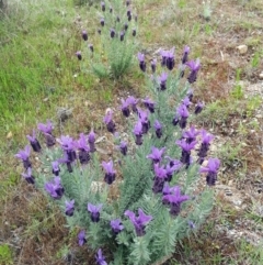 Lavandula stoechas (Spanish Lavender or Topped Lavender) at Bywong, NSW - 24 Oct 2017 by Varanus