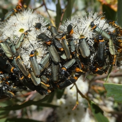 Chauliognathus lugubris (Plague Soldier Beetle) at Googong, NSW - 24 Oct 2017 by Wandiyali