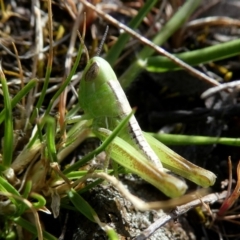 Praxibulus sp. (genus) (A grasshopper) at Googong, NSW - 24 Oct 2017 by Wandiyali