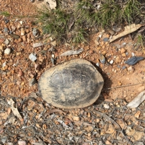 Chelodina longicollis at Forde, ACT - 24 Oct 2017