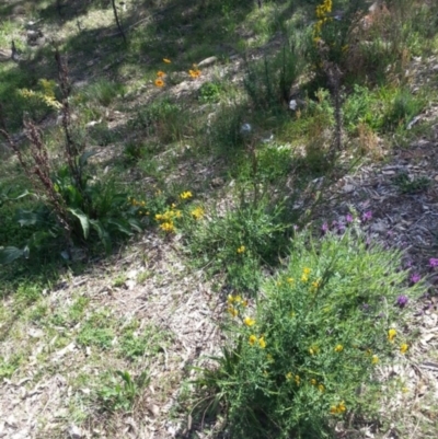 Cytisus scoparius subsp. scoparius (Scotch Broom, Broom, English Broom) at Bywong, NSW - 16 Oct 2015 by Varanus