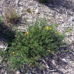 Cytisus scoparius subsp. scoparius at Bywong, NSW - 16 Oct 2015 11:08 AM