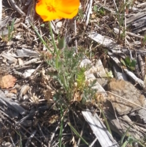 Eschscholzia californica at Bywong, NSW - 16 Oct 2015 11:12 AM