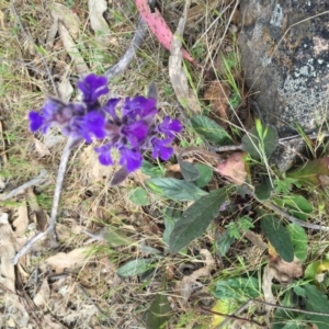 Ajuga australis at Jerrabomberra, NSW - 24 Oct 2017