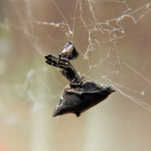 Uloboridae (family) at Cook, ACT - 5 Nov 2017