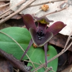 Chiloglottis valida (Large Bird Orchid) at Tennent, ACT - 24 Oct 2017 by MattM