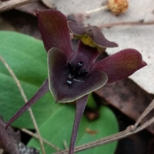 Chiloglottis valida at Tennent, ACT - suppressed