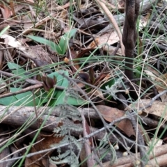 Chiloglottis valida at Tennent, ACT - suppressed