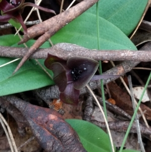 Chiloglottis valida at Tennent, ACT - suppressed