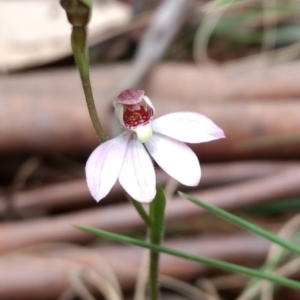 Caladenia alpina at Tennent, ACT - suppressed