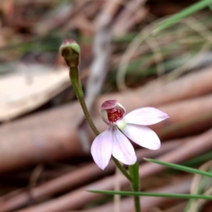 Caladenia alpina at Tennent, ACT - 24 Oct 2017