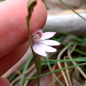 Caladenia alpina at Tennent, ACT - suppressed