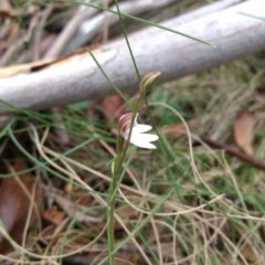 Caladenia alpina at Tennent, ACT - 24 Oct 2017