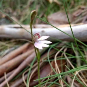 Caladenia alpina at Tennent, ACT - 24 Oct 2017