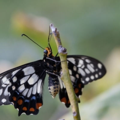 Papilio anactus (Dainty Swallowtail) at Murrumbateman, NSW - 24 Oct 2017 by SallyandPeter