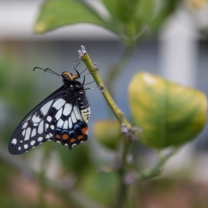 Papilio anactus at Murrumbateman, NSW - 24 Oct 2017