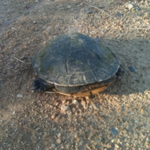 Chelodina longicollis at Illilanga & Baroona - 10 Dec 2010