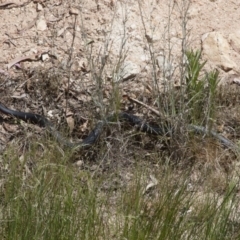 Pseudechis porphyriacus (Red-bellied Black Snake) at Michelago, NSW - 5 Nov 2011 by Illilanga