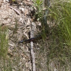 Pseudechis porphyriacus at Illilanga & Baroona - 5 Nov 2011