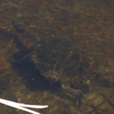 Chelodina longicollis (Eastern Long-necked Turtle) at Michelago, NSW - 23 Jul 2012 by Illilanga