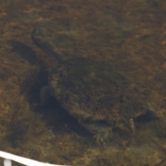 Chelodina longicollis at Illilanga & Baroona - 23 Jul 2012