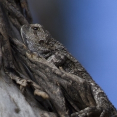 Amphibolurus muricatus at Illilanga & Baroona - 22 Sep 2012