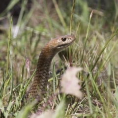 Pseudonaja textilis (Eastern Brown Snake) at Michelago, NSW - 21 Oct 2012 by Illilanga